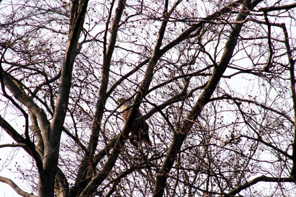 Seeadler